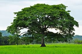 Guanacaste tree